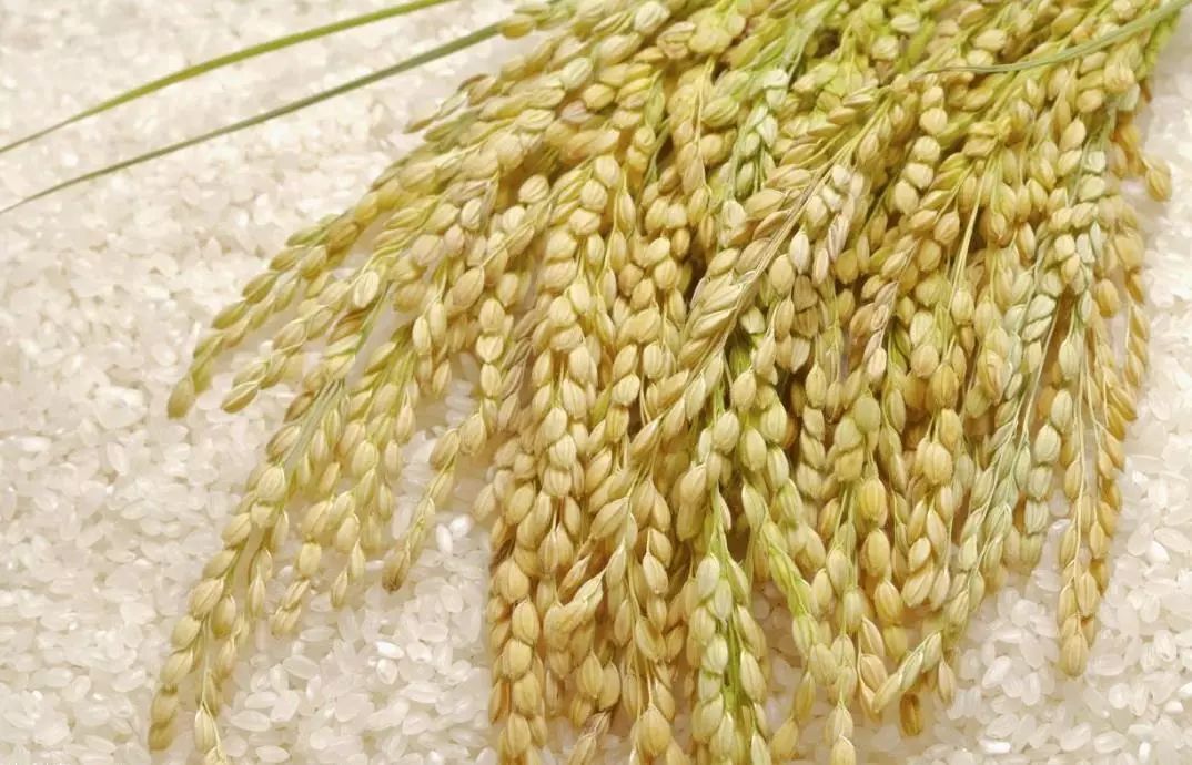 12月18日黑龙江大豆、稻米价格行情
